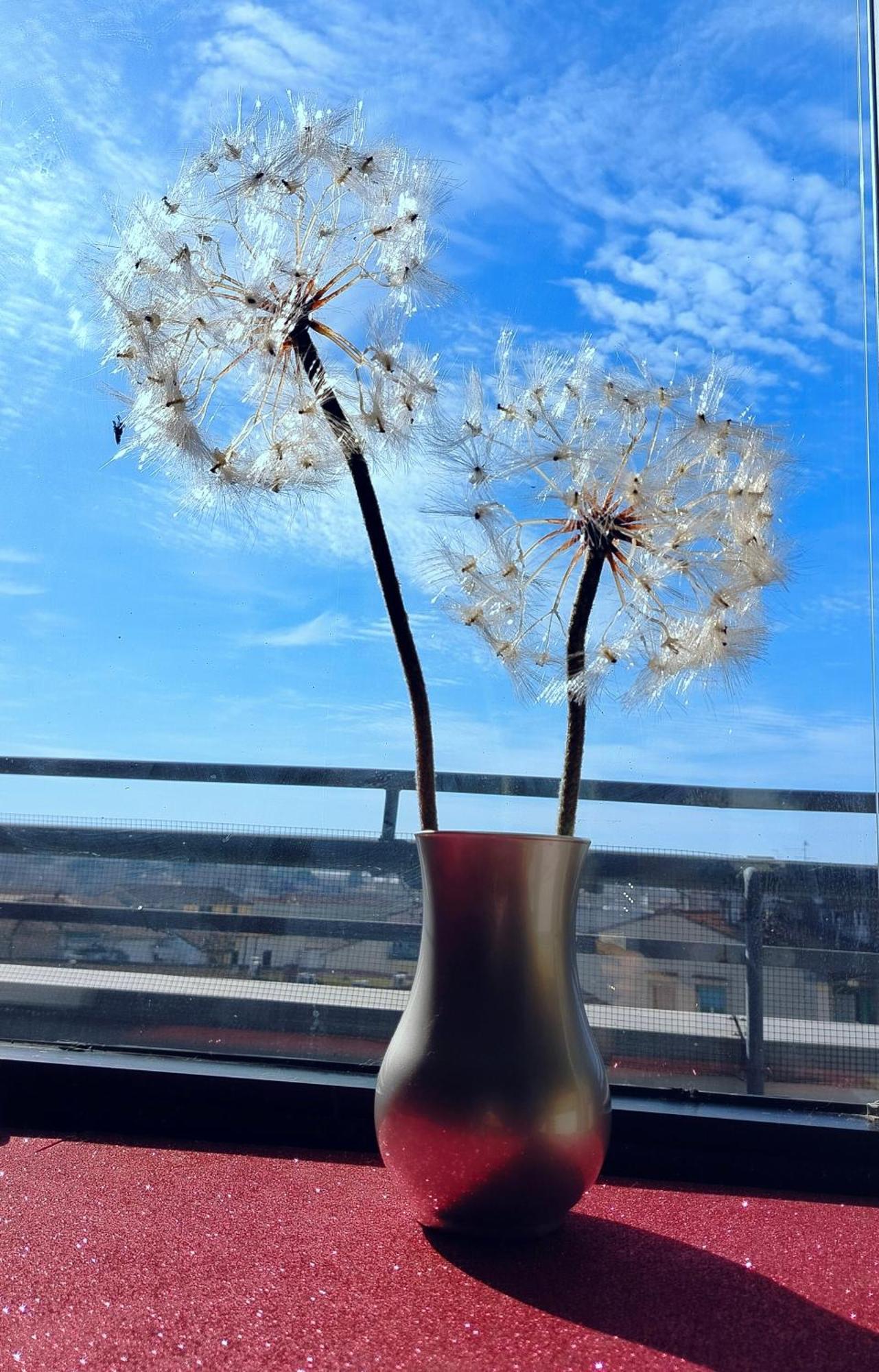 Dandelion Stazione Fs Apartment *